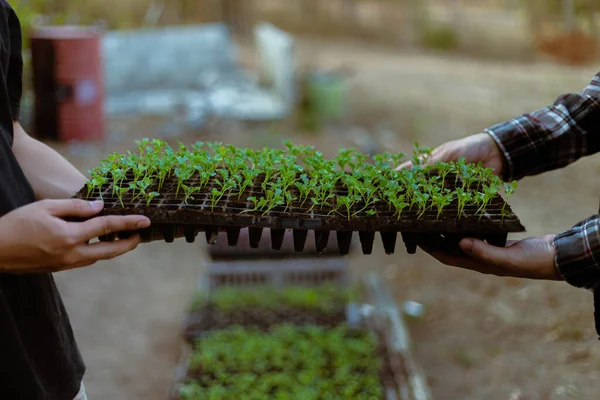 Concept Jardinage Agriculteur Abattant Les Semis Verts Avant Les Retirer — Photo