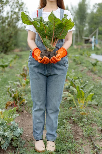 Concepto Jardinero Femenino Jardinero Adolescente Hembra Desarraigando Vegetal Grande Con —  Fotos de Stock