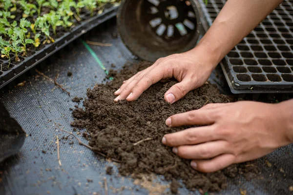 Concept Jardinage Plusieurs Plantes Vertes Rempotées Dans Des Pots Grande — Photo