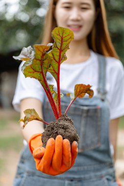Kadın bahçıvan kavramı. Genç bir kadın bahçıvan. Bitkiyi sebze yatağından söktükten sonra bitkiyi sağlıklı tutmak için elini kullanıyor..