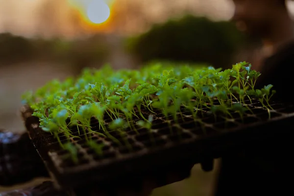 Concept Jardinage Plusieurs Plantes Vertes Rempotées Dans Des Espaces Grands — Photo