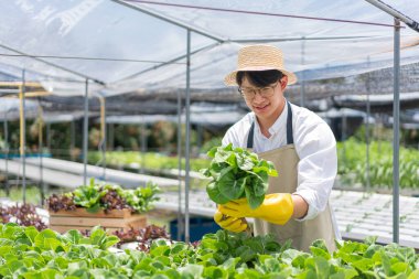 Hidrofonik sebze konsepti, genç Asyalı adam hidroponik çiftlikte taze salata kontrol ediyor ve topluyor..