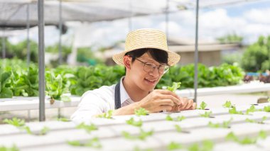 Hidrofonik sebze konsepti, Asyalı adam çiftlikteki hidrofonik sistemde marul fidelerini kontrol ediyor..