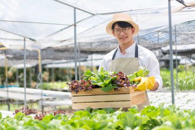 Hidrofonik sebze konsepti, genç Asyalı adam hidroponik çiftlikte taze salata septi tutuyor..