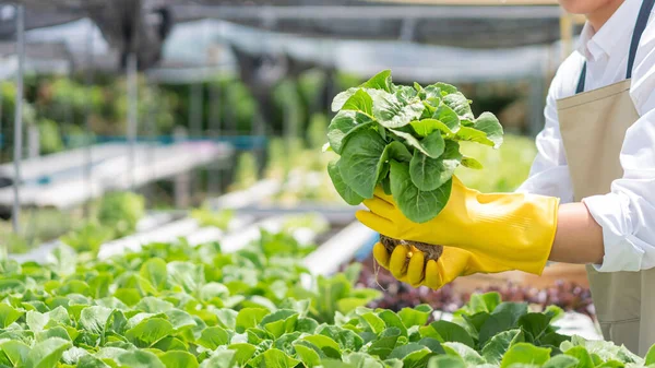 Hidrofonik sebze konsepti, genç Asyalı adam hidroponik çiftlikte taze salata kontrol ediyor ve topluyor..