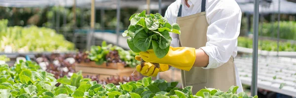 Hidrofonik sebze konsepti, genç Asyalı adam hidroponik çiftlikte taze salata kontrol ediyor ve topluyor..