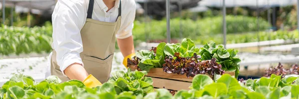 Hidrofonik sebze konsepti, genç Asyalı adam hidrofonik çiftlikte taze salata topluyor..