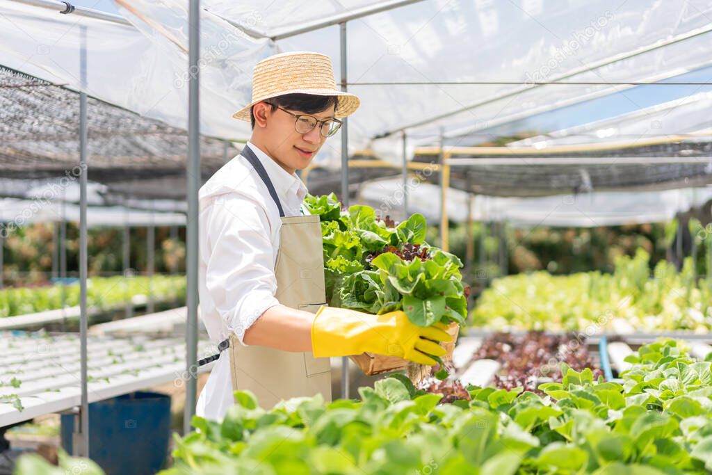 Hydroponic vegetable concept, Young Asian man picking fresh salad into basket in hydroponic farm.