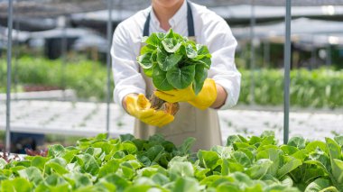 Hidrofonik sebze konsepti, genç Asyalı adam hidroponik çiftlikte taze salata kontrol ediyor ve topluyor..