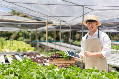 Hydroponic vegetable concept, Asian man point on tablet to checking technology of hydroponic system.