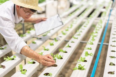 Hidrofonik sebze konsepti, Asyalı adam elinde belge tutuyor ve çiftlikteki marul tohumlarını kontrol ediyor..