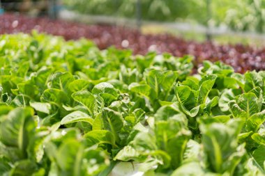 Hydroponic vegetable concept, Fresh cos lettuce in hydroponic system at vegetable plantation.