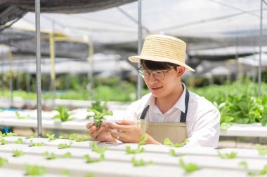 Hidrofonik sebze konsepti, Asyalı adam çiftlikteki hidrofonik sistemde marul fidelerini kontrol ediyor..