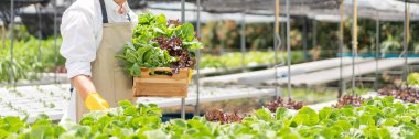 Hydroponic vegetable concept, Young Asian man picking fresh lettuce into basket in hydroponic farm.