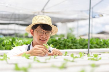 Hidrofonik sebze konsepti, Asyalı adam çiftlikteki hidrofonik sistemde marul fidelerini kontrol ediyor..