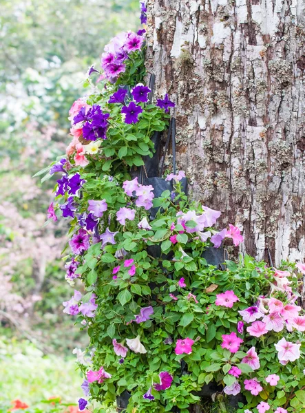 Цветок петунии — стоковое фото
