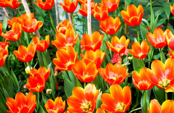 Full of tulip — Stock Photo, Image