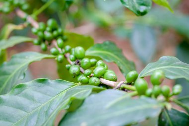 kahve ağacı ve fasulye