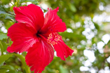 Hibiscus çiçek.