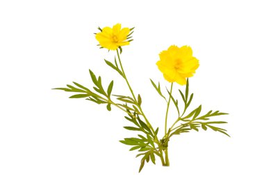 Kükürt cosmos çiçek