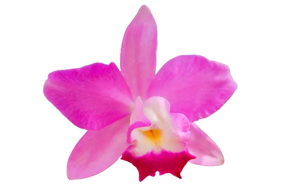 Isolated orchid flower — Stock Photo, Image
