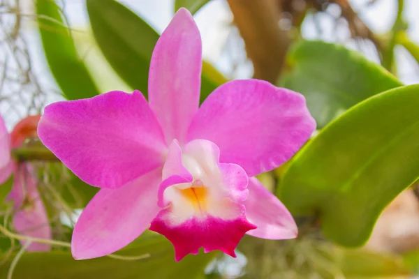 Orchid — Stock Photo, Image