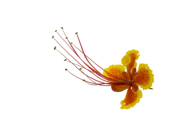 Павлин цветок — стоковое фото