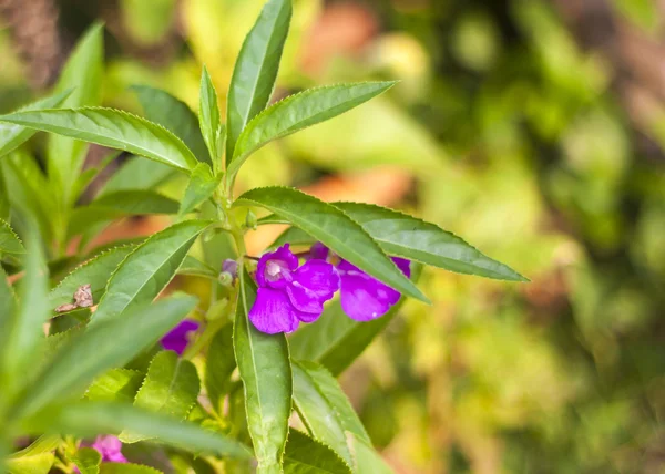 Garden Balsam — Stock Photo, Image