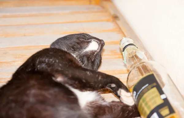 Пьяная кошка — стоковое фото