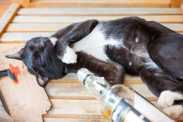 Drunk cat — Stock Photo, Image