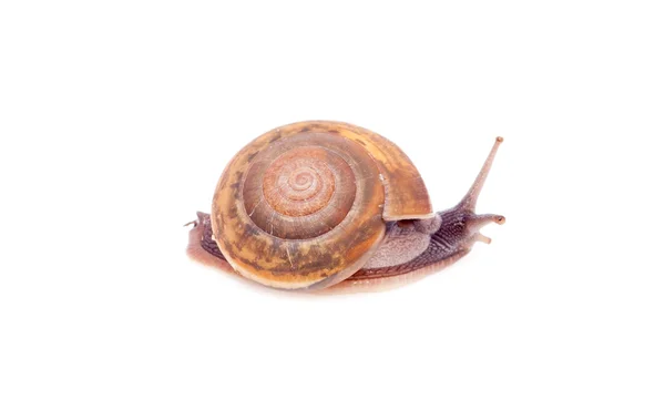 Snail — Stock Photo, Image