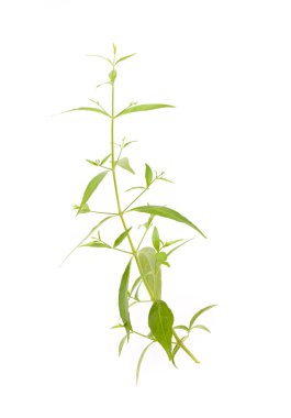 Andrographis paniculata