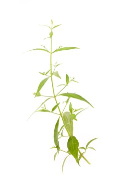 Andrographis paniculata clipart