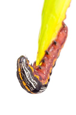 Kelebek caterpillar larva