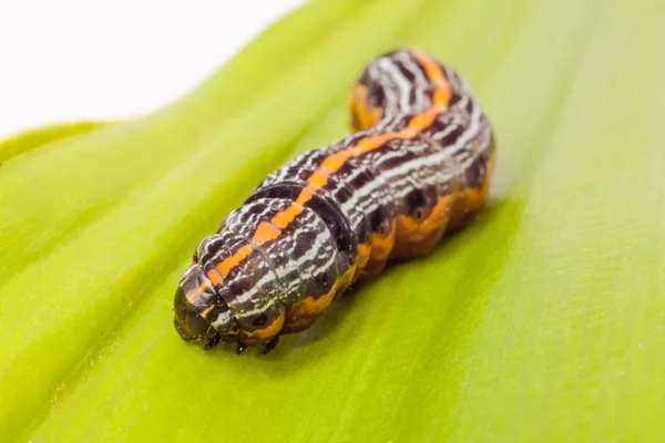 Butterfly caterpillar larva — Stock Photo, Image