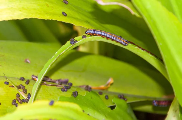 Larva метелик гусениця — стокове фото