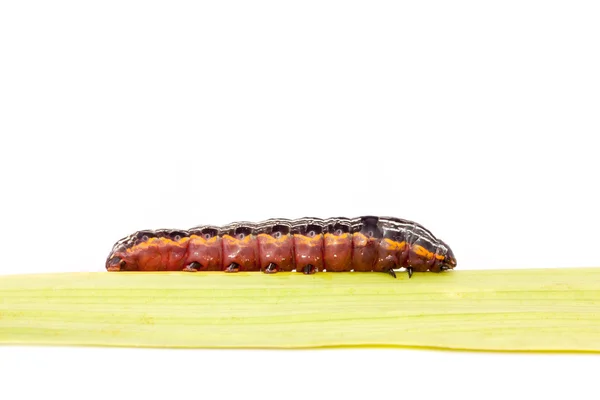 Larva метелик гусениця — стокове фото