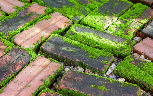 Moss e tijolo — Fotografia de Stock