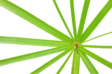 sedges yaprak
