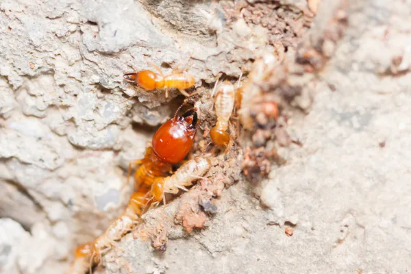 Della termite — Foto Stock