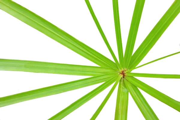 Sedges leaf — Stock Photo, Image