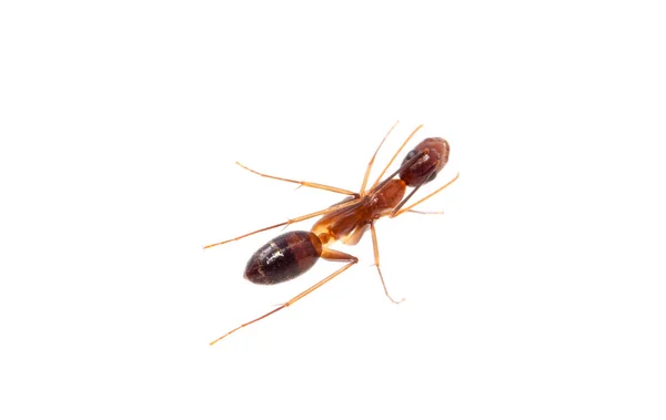 Uma formiga — Fotografia de Stock