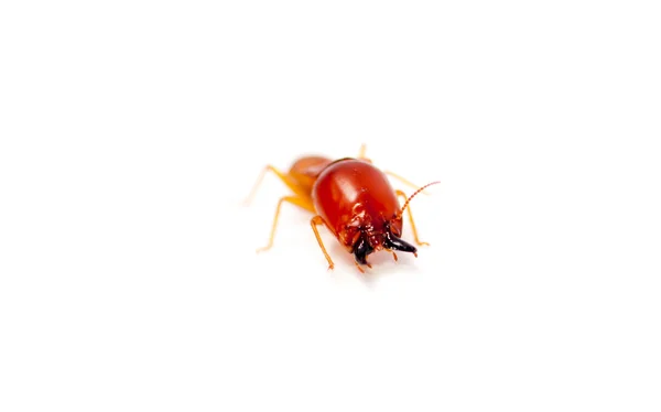 Termite — Photo
