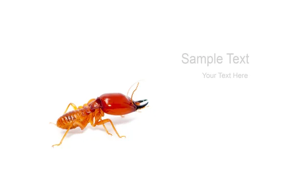 Termite — Photo
