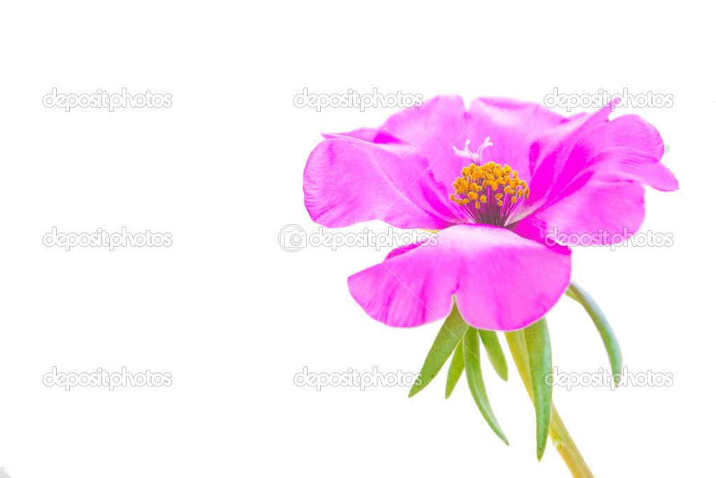Pink common purslane