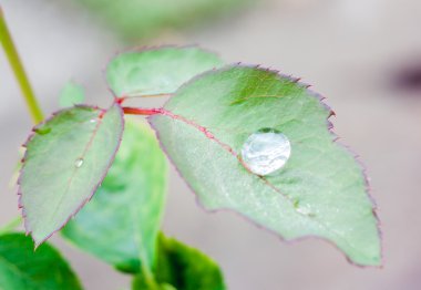 yaprak ve su damlaları