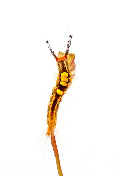 Stange caterpillar — Stock Photo, Image