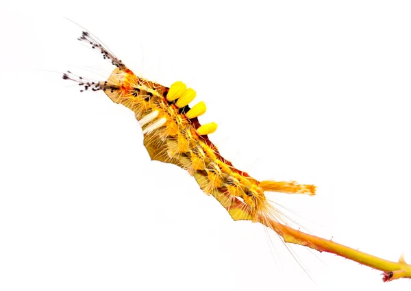 Stange caterpillar — Stock Photo, Image
