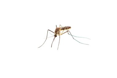 Mosquito clipart