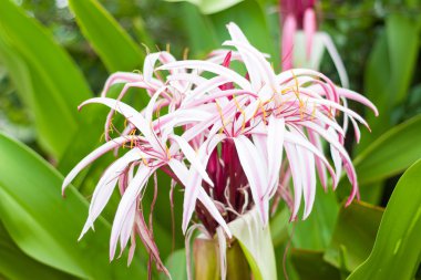 Crinum lily